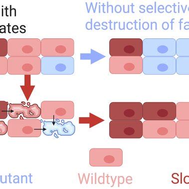 Outcomes Of Cell Competition And Control By Selective Destruction