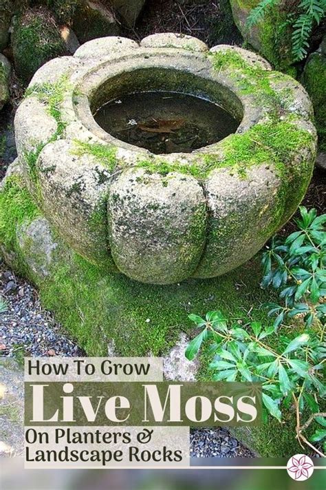 How To Grow Moss On Pots And Rocks Container Water Gardens