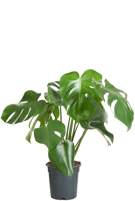 Monstera Deliciosa Gatenplant Cm Kopen Planten Nl