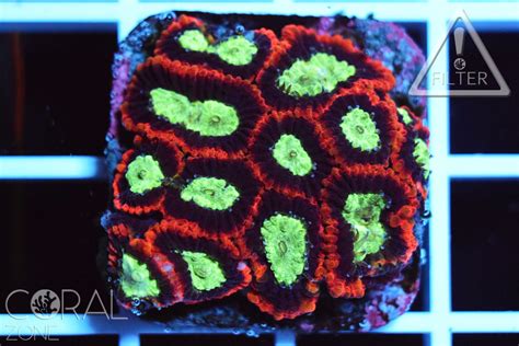 Favia Sp Multicolor Coral Zone