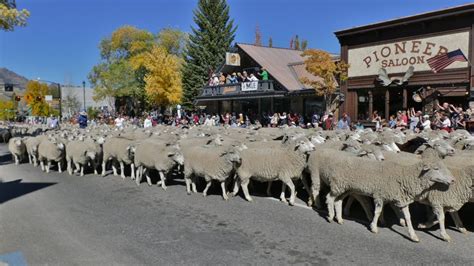 Trailing Of The Sheep Festival In Photos