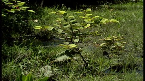 Japanese Knotweed House Videos And Hd Footage Getty Images