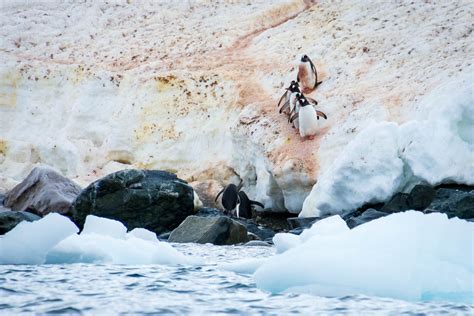 Penguin types in Antarctica: species you'll meet on your trip ...