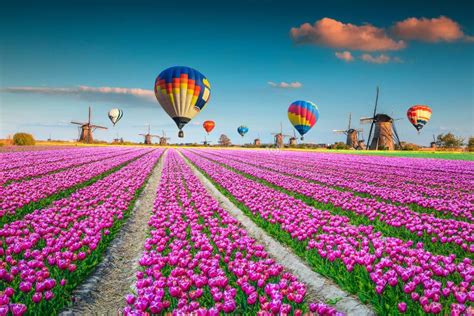 Pink Tulip Fields with Windmills and Hot Air Balloons, Netherlands ...