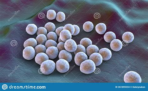 Bacteria Methicillin Resistant Staphylococcus Aureus MRSA Stock