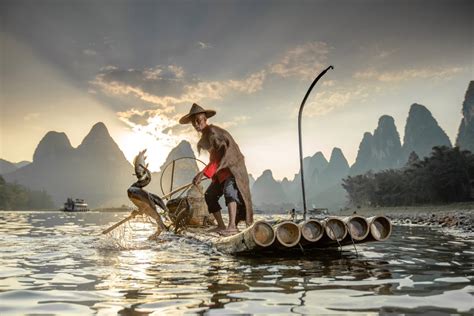 Stunning Pic Shows Chinese Fisherman Using Cormorant Seabirds To Catch