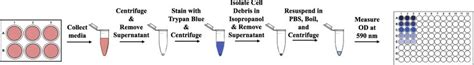 Graphical Abstract Of The Trypan Blue Cell Debris Assay Download Scientific Diagram