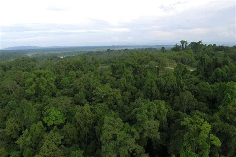 Statement on International Day of Forests | United Nations in Papua New ...