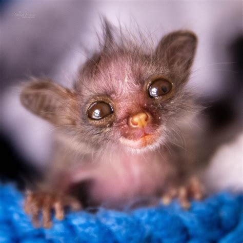 Baby Bush Baby