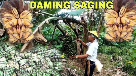 DAGSA NA NAMAN ANG SAGING NA SABA NA HINOG NA SA DULO YouTube