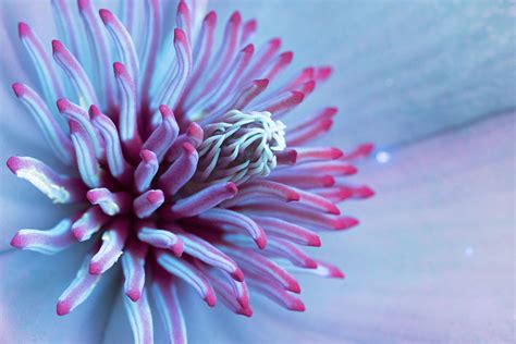 New Sparkling Blooms Photographed With Ultraviolet Induced Visible