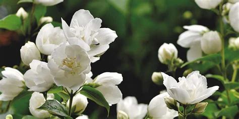 When To Plant Jasmine? - Own The Garden