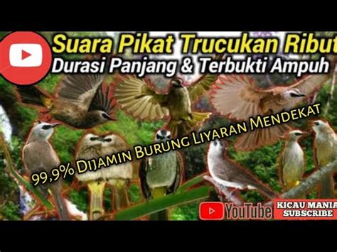 Mp3 Trucukan Ribut Suara Untuk Pikat Burung Kecil Part 3 YouTube