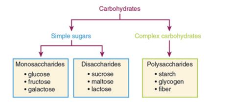 Chapter Carbohydrates Flashcards Quizlet