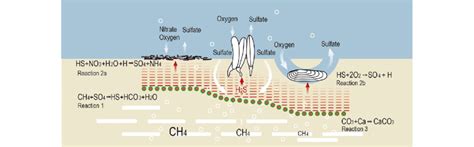 Anaerobic Oxidation Of Methane Buried Gas Hydrates And Free Gas Supply Download Scientific