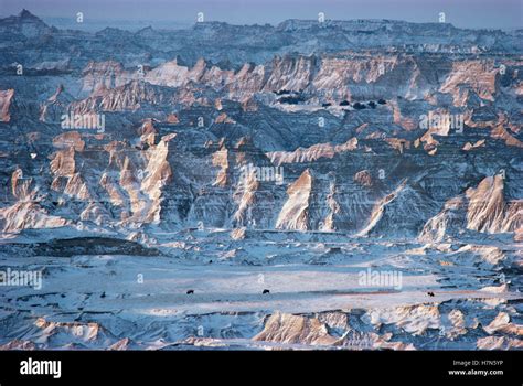 American Bison (Bison bison) trio in Badlands National Park in winter ...