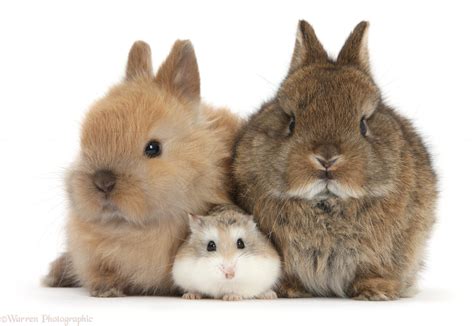 Roborovski Hamster with cute baby bunnies photo - WP39698