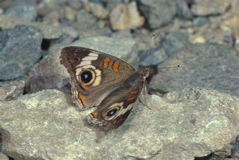 Junonia coenia grisea - The Common Buckeye