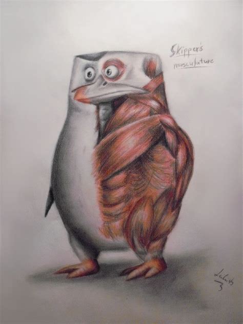 PoM Anatomy II Penguins Of Madagascar Fan Art 36972205 Fanpop