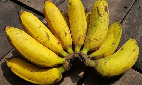 Manfaat Pisang Ambon Untuk Kesehatan Tubuh Kita