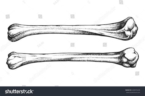 33138 Human Bones Sketch Images Stock Photos And Vectors Shutterstock