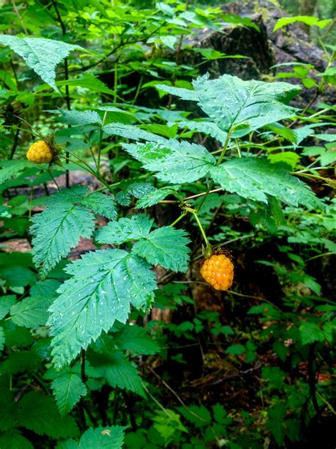 Salmonberry The Edible And Medicinal Plants Of The Pacific Northwest · Inaturalist