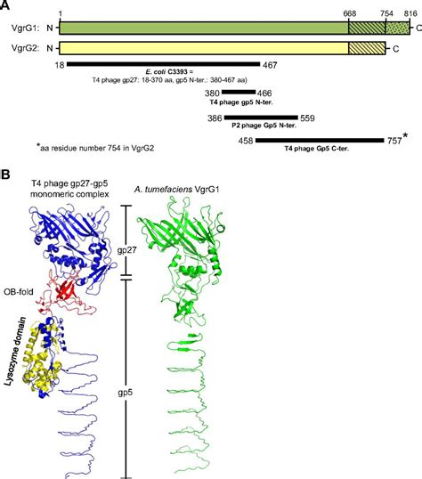 Vgrg C Terminus Confers The Type Vi Effector Transport Specificity And