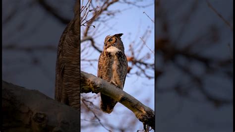 Great Horned Owl Hooting Youtube