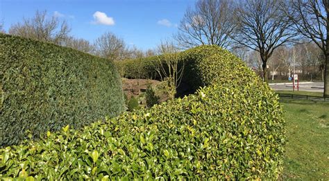 What Hedges Grow Best In Shade? - Gardeninguru