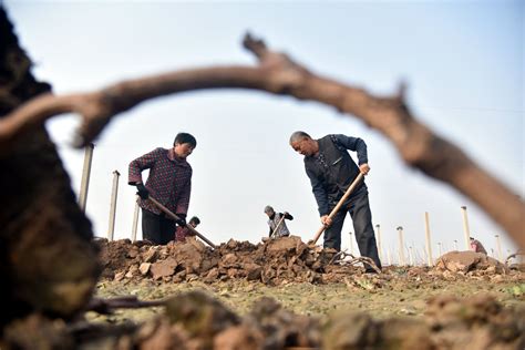 组图初冬抢农时