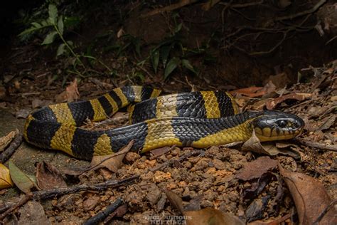 Bungarus Fasciatus Banded Krait Hong Kong 2020 Artur Tomaszek Flickr