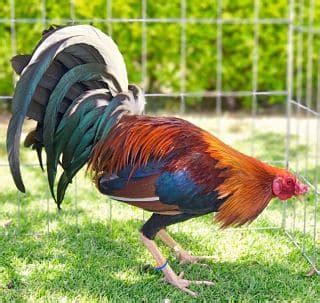 Blog Gamefowl