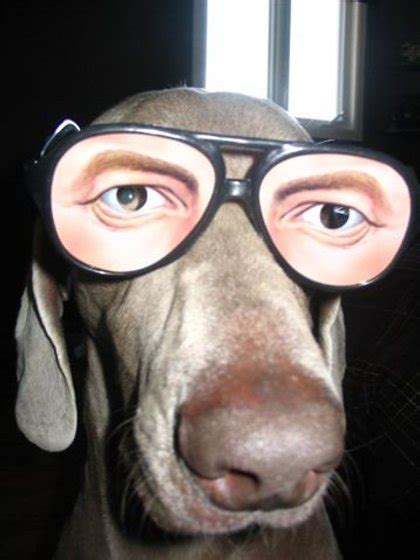 The Pwn Zone: Dogs Wearing Glasses