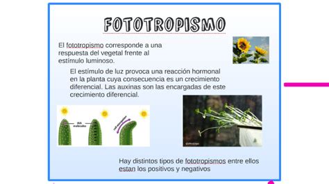 Fototropismo By Viole Nova On Prezi