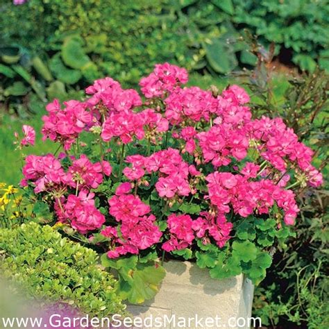 Pink Geranium seeds - Pelargonium - 10 seeds – Garden Seeds Market ...