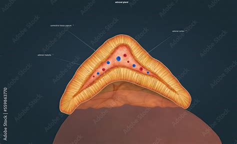 The Adrenal Glands Produce Corticosteroid Hormon And Epinephrine Which