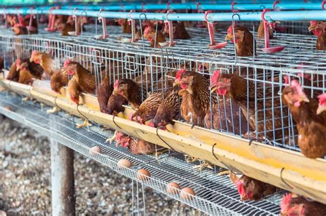 Biosecurity Measures In Poultry Effective Strategies For Disease