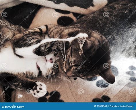 Cats Struggling Stock Photos Image 15872943