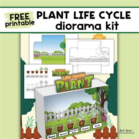 Plant Life Cycle Project: Free Printable Diorama Kit - Rock Your Homeschool