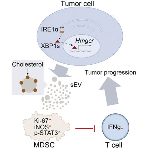 Cancer Cell Intrinsic Xbp Drives Immunosuppressive Reprogramming Of