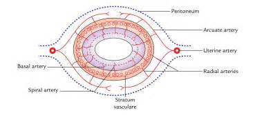 Easy Notes On 【uterus】learn In Just 4 Minutes