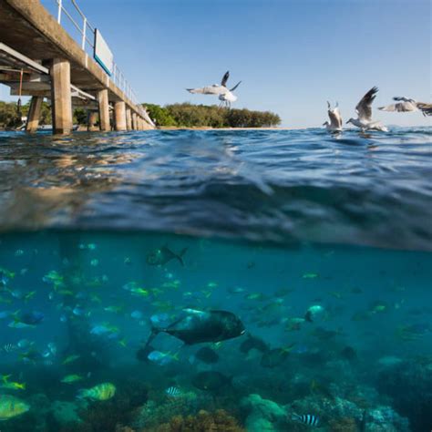 Green Island & Great Barrier Reef Snorkelling - Great Adventures ...