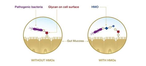 HMOs Supports Child's Immunity | parenTeam