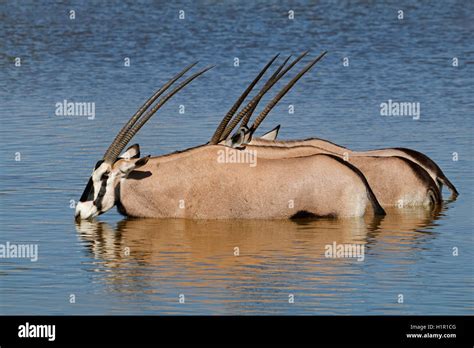 gemsbok antelope namibia  res stock photography  images alamy