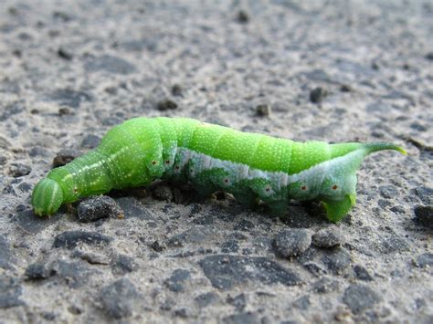 Virginia Creeper Sphinx Moth Darapsa Myron Order Lepido Flickr