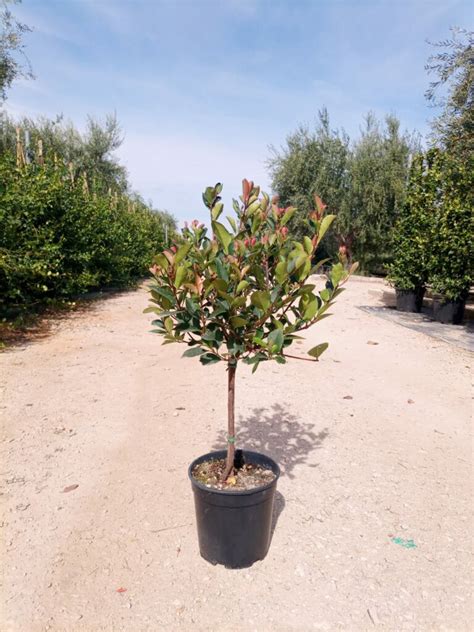 Photinia X Fraseri Caporalplant