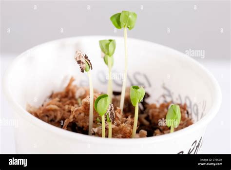 Pomegranate seedlings Stock Photo - Alamy