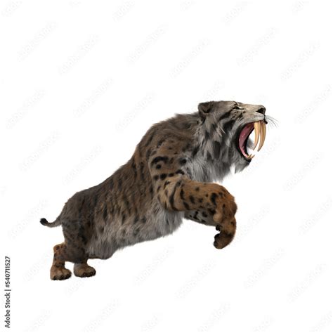 3d Rendering Of A Smilodon The Extinct Pre Historic Sabre Tooth Stock