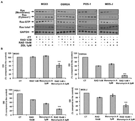 The Inhibition Of Ras Prenylation Is Involved In The Additive Effect