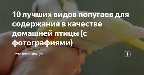 10 лучших видов попугаев для содержания в качестве домашней птицы (с ...